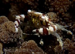 Harlequin crab on a coral head... gotta love his eyes... by Alex Tattersall 
